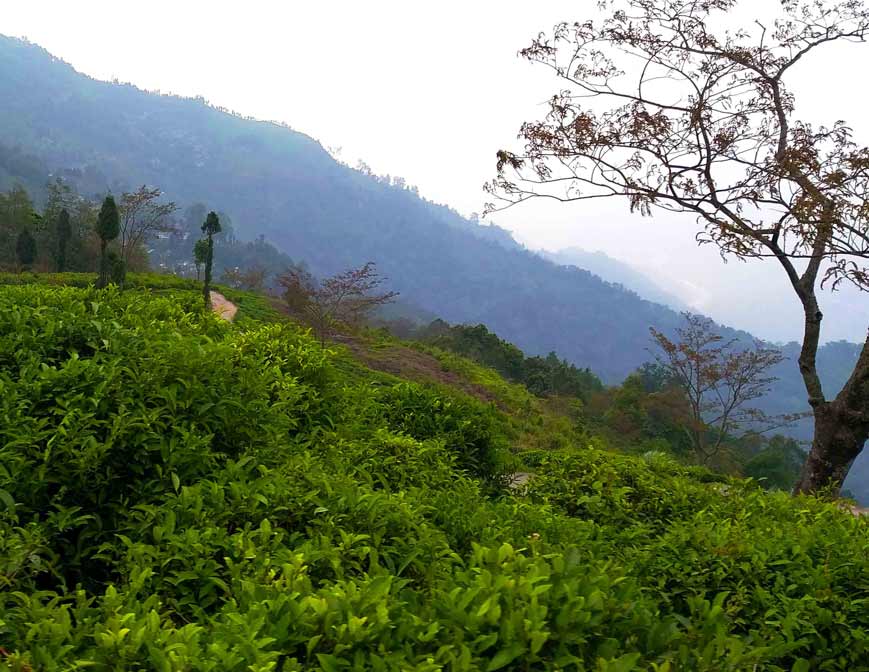 Tea Garden
