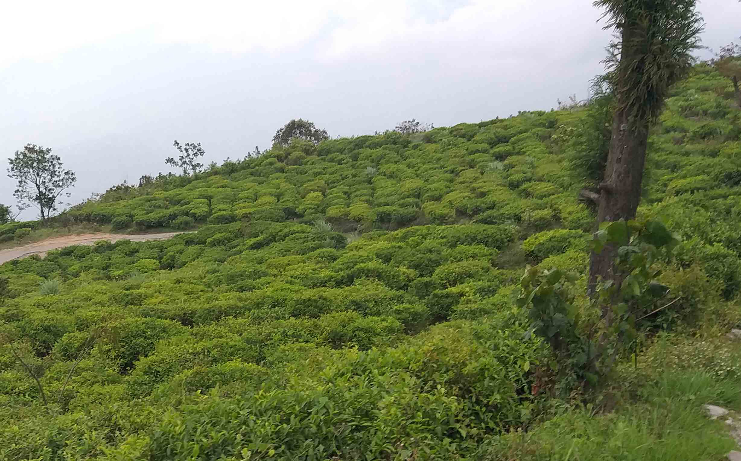 Tea Estate